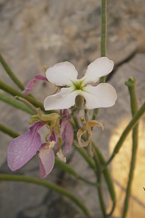 Matthiola incana \ Graue Levkoje / Hoary Stock, I Savona 23.5.2010