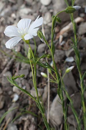 Linum alpinum / Mountain Flax, I Alpi Bergamasche, Monte Alben 11.6.2017