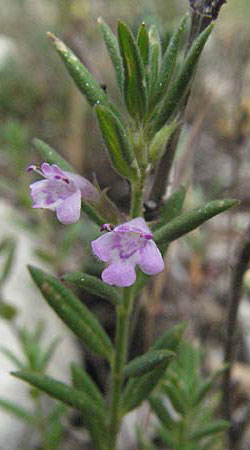 Micromeria graeca \ Griechische Steinminze / Greek Savory, I Ancona 29.5.2007