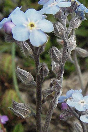 Myosotis graui \ Grau's Vergissmeinnicht / Grau's Forget-me-not, I Norcia 7.6.2007