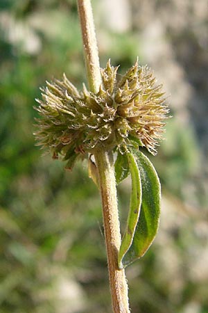 Mentha pulegium / Squaw Mint, Pennyroyal, I Liguria, Andora 8/2010 (Photo: Thomas Meyer)