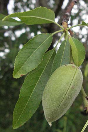 Prunus dulcis \ Mandel, I Passignano 1.6.2007