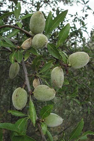 Prunus dulcis / Almond, I Passignano 1.6.2007