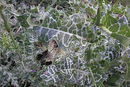 Silybum marianum \ Marien-Distel / Milk Thistle, I Orvieto 2.6.2007