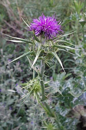 Silybum marianum \ Marien-Distel / Milk Thistle, I Orvieto 2.6.2007