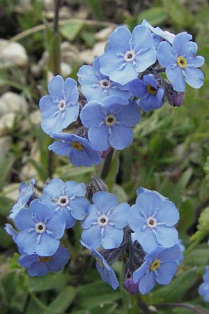 Myosotis alpestris \ Alpen-Vergissmeinnicht, I Campo Imperatore 5.6.2007