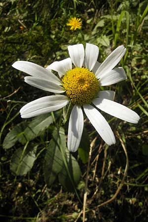 Leucanthemum heterophyllum \ Verschiedenblttrige Margerite / Variousleaf Ox-Eye Daisy, I Albisola 5.6.2010