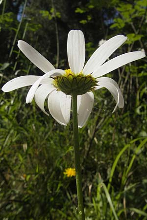 Leucanthemum heterophyllum \ Verschiedenblttrige Margerite / Variousleaf Ox-Eye Daisy, I Albisola 5.6.2010