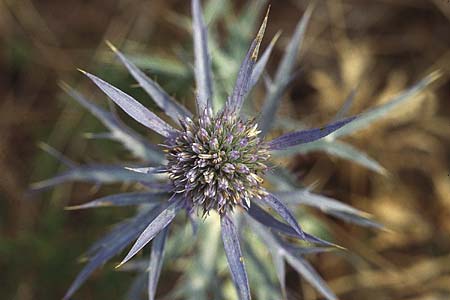 Eryngium amethystinum \ Stahlblaue Mannstreu / Italian Eryngo, I Gardasee, Albisano / Lago del Benaco, Albisano 6.9.1994