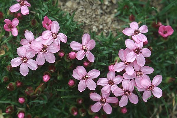 Silene acaulis \ Stngelloses Leimkraut, Kalk-Polsternelke, I Sella-Joch 6.8.2004