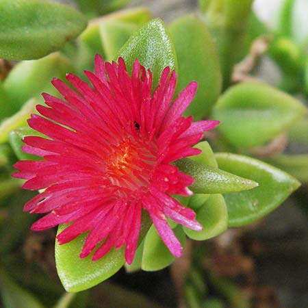 Mesembryanthemum cordifolium \ Herzblttrige Aptenie, Ausdauerndes Eiskraut, I Passignano 1.6.2007