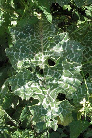 Silybum marianum \ Marien-Distel, I Ancona 30.5.2007