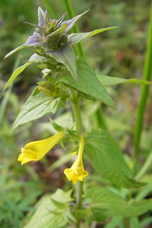 Melampyrum nemorosum \ Hain-Wachtelweizen / Blue Cow-Wheat, I Sant' Anna d'Alfaedo 31.7.2011