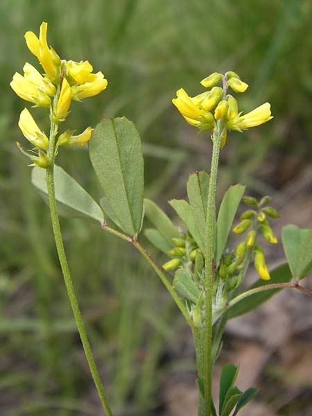 Melilotus elegans \ Eleganter Steinklee, I Liguria, Piana Crixia 21.5.2013