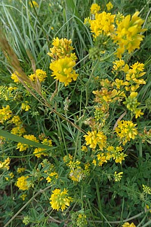 Medicago falcata \ Sichel-Klee, I Südtirol,  Welsberg 7.7.2022