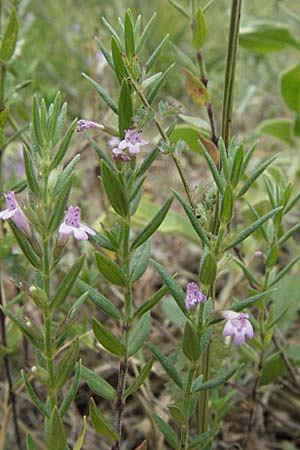 Micromeria graeca \ Griechische Steinminze / Greek Savory, I Ancona 29.5.2007