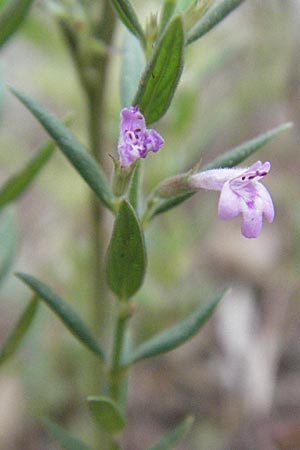 Micromeria graeca \ Griechische Steinminze / Greek Savory, I Ancona 29.5.2007