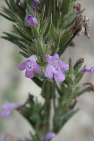 Micromeria graeca / Greek Savory, I Passignano 1.6.2007