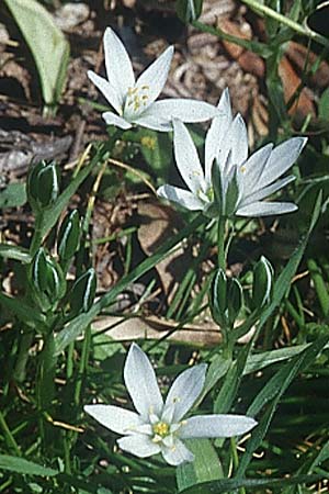 Ornithogalum gussonei \ Schmalblttriger Dolden-Milchstern / Gussone's White Star of Bethlehem, I Toscana, Alberese 28.3.1998