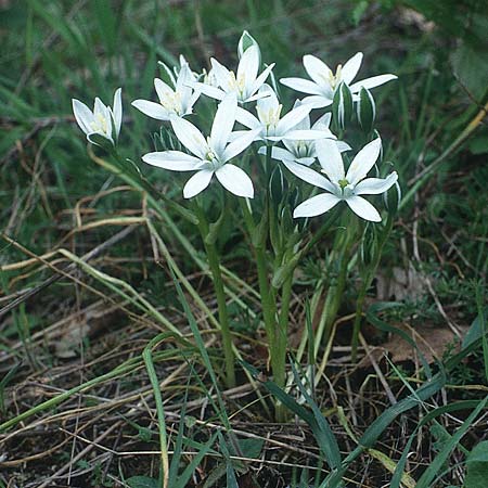 Ornithogalum gussonei \ Schmalblttriger Dolden-Milchstern / Gussone's White Star of Bethlehem, I Toscana, Mercatale 30.4.1989