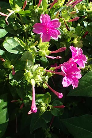 Mirabilis jalapa \ Wunderblume, I Liguria, Moneglia 1.10.2023