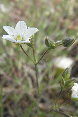 Minuartia capillacea \ Leinbltige Miere / Sandwort, I Campo Imperatore 5.6.2007