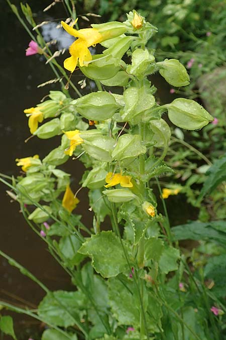 Mimulus moschatus \ Moschus-Gauklerblume / Musk Monkey Flower, I Botan. Gar.  Bergamo 6.6.2017