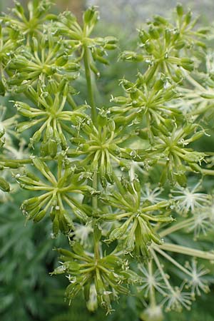 Molopospermum peloponnesiacum \ Striemensame, I Alpi Bergamasche, Pizzo Arera 5.6.2017