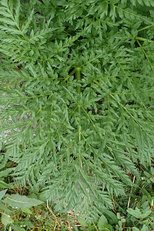 Molopospermum peloponnesiacum \ Striemensame, I Alpi Bergamasche, Pizzo Arera 5.6.2017