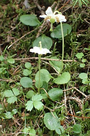 Moneses uniflora / One-flowered Wintergreen, I Südtirol,  Gsieser Tal 7.7.2022