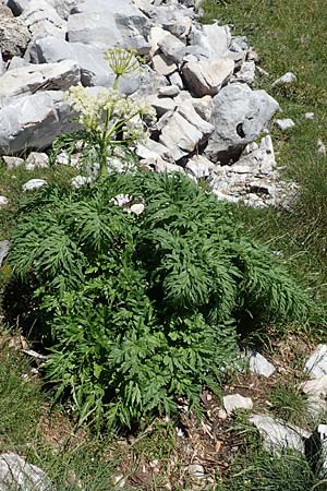 Molopospermum peloponnesiacum \ Striemensame / Striped Hemlock, I Alpi Bergamasche, Pizzo Arera 7.6.2017