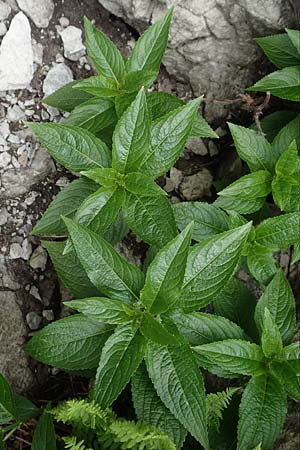 Mercurialis perennis \ Wald-Bingelkraut / Dog's Mercury, I Alpi Bergamasche, Monte Alben 11.6.2017