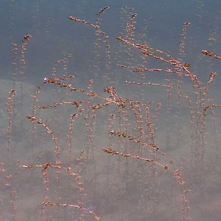Myriophyllum spicatum / Spiked Water Milfoil, I Pragser Wildsee 6.7.2022