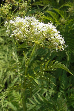 Myrrhis odorata / Sweet Cicely, I Sant' Anna d'Alfaedo 26.6.2010