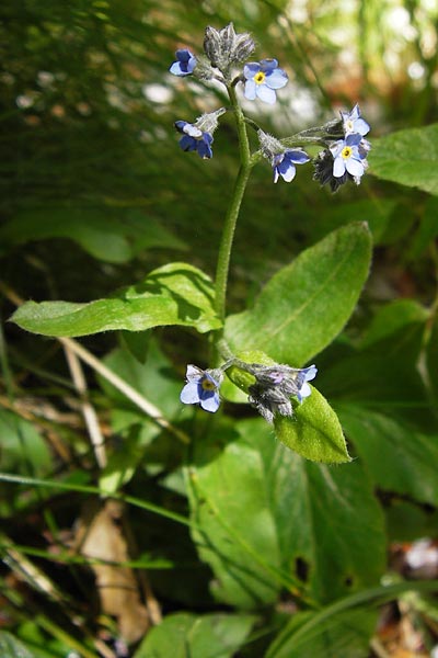 Myosotis latifolia \ Breitblttriges Vergissmeinnicht / Broadleaf Forget-me-not, I Liguria, Molini di Triora 26.5.2013