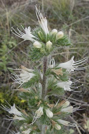 Echium italicum / Italian Bugloss, I Passignano 1.6.2007