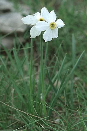 Narcissus poeticus \ Dichter-Narzisse, Weie Narzisse, I Assisi, Monte Subasio 17.5.2005