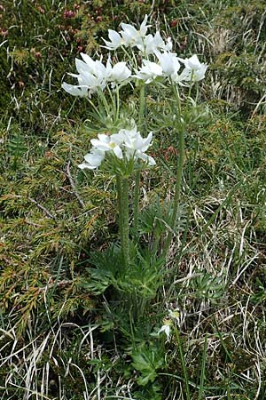 Anemone narcissiflora \ Berghhnlein, Narzissenbltige Anemone / Narcissus Anemone, I Alpi Bergamasche, Pizzo Arera 7.6.2017