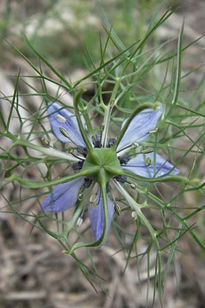 Nigella damascena \ Damaszener Schwarzkmmel, Jungfer im Grnen, I Passignano 1.6.2007