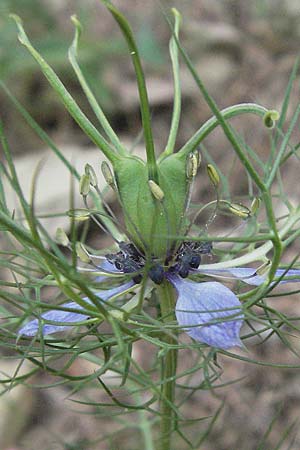 Nigella damascena \ Damaszener Schwarzkmmel, Jungfer im Grnen / Love in a Mist, Devil in a Bush, I Passignano 1.6.2007