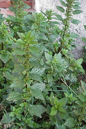 Urtica urens \ Kleine Brenn-Nessel / Small Nettle, I Venedig/Venice Torcello 18.2.2007