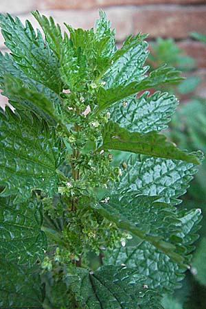 Urtica urens / Small Nettle, I Venice Torcello 18.2.2007