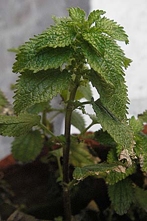 Urtica urens \ Kleine Brenn-Nessel, I Venedig 19.2.2007