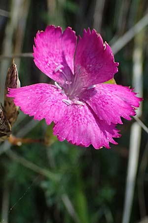 Dianthus seguieri \ Seguier-Nelke, I Liguria, Passo di Cento Croci 27.9.2023