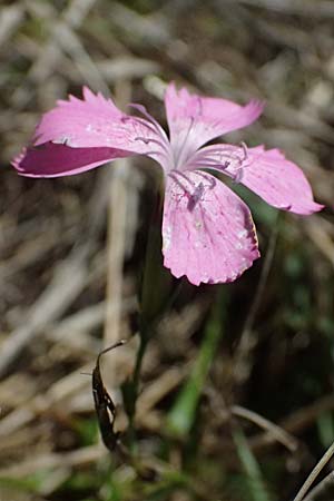 Dianthus seguieri \ Seguier-Nelke, I Liguria, Passo di Cento Croci 27.9.2023