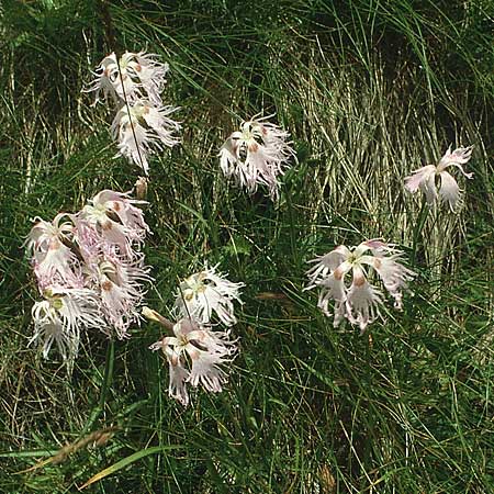 Dianthus superbus subsp. alpestris \ Alpen-Prachtnelke / Alpine Superb Pink, I Pordoi-Joch 9.8.1988