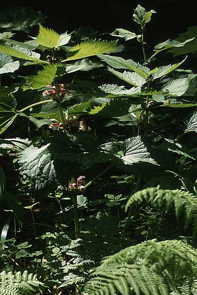 Lamium orvala \ Groe Taubnessel, Nesselknig, I Monte Baldo 4.6.1988