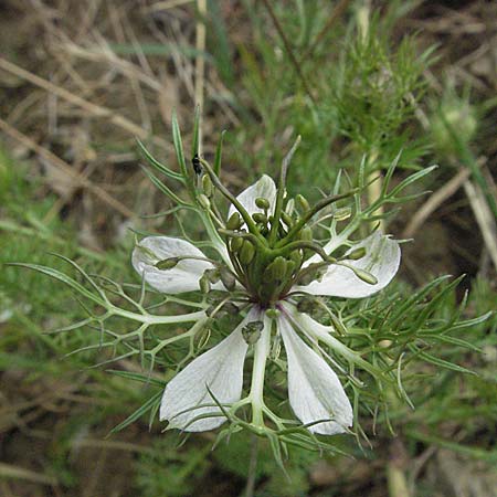 Nigella damascena \ Damaszener Schwarzkmmel, Jungfer im Grnen / Love in a Mist, Devil in a Bush, I Passignano 1.6.2007