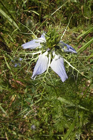 Nigella damascena \ Damaszener Schwarzkmmel, Jungfer im Grnen / Love in a Mist, Devil in a Bush, I Finale Ligure 31.5.2013