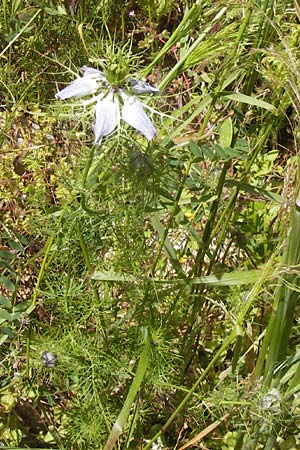 Nigella damascena \ Damaszener Schwarzkmmel, Jungfer im Grnen / Love in a Mist, Devil in a Bush, I Finale Ligure 31.5.2013